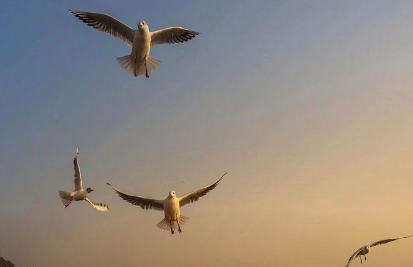 Dawn boat ride on the Ganga